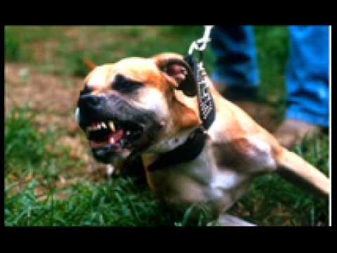 No Smoking Orchestra - Pitbull terrier ( Unza Unza Time ).wmv