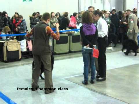 CACIB-FCI  EURASIA 1 (2012) Groenendaels.mp4