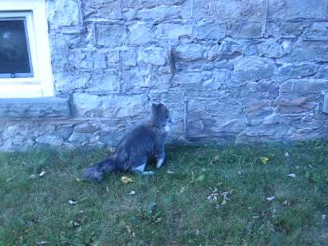 captain morgan plays with chipmunk