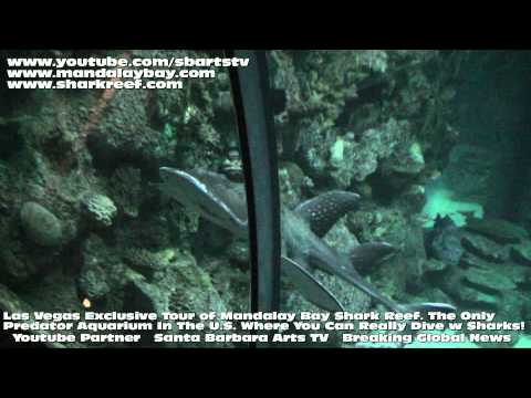 Mandalay Bay Resort and Casino Las Vegas Shark Reef Largest Ocean Predator Aquarium