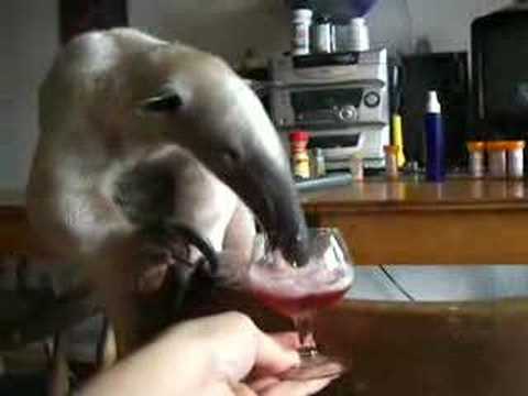 Anteater drinks wine