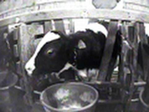 Cruelty to Baby Calves at Veal Farm in Ohio