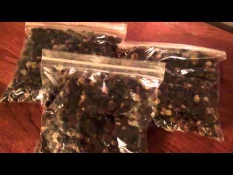 How to make Raisins from grapes