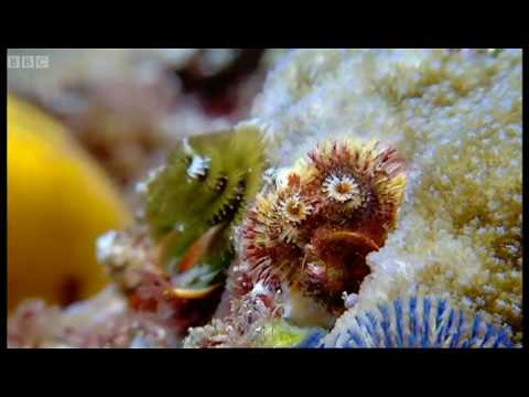 Coral reef wonderland - Wild Indonesia - BBC