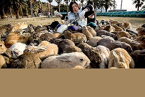 Rabbit Island, Japan