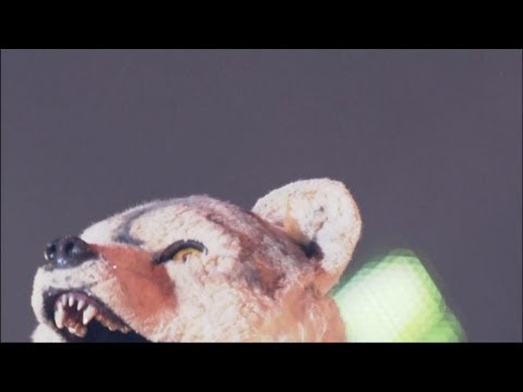 MAN WITH A MISSION - database feat.TAKUMA(10-FEET) [CDJ1314]