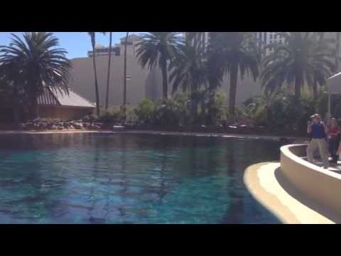 Lions, Tigers & Dolphins At The Mirage Hotel, Las Vegas Nevada 10/20//2013