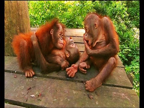 Little baby orangutans get scared