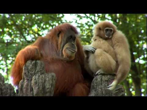 Orangutan Loves Gibbon Baby - Cincinnati Zoo