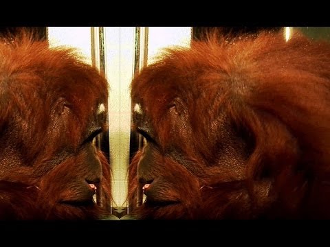 Orangutan recognises himself! - Extraordinary Animals - Earth