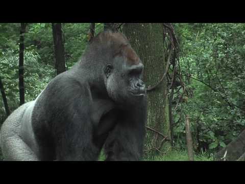 Bronx Zoo Gorillas Celebrate with Cupcakes!