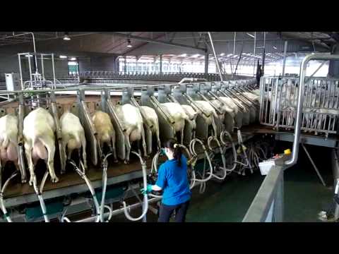 180 Stall Goat Rotary milking parlor- Westfaliasurge : part 1