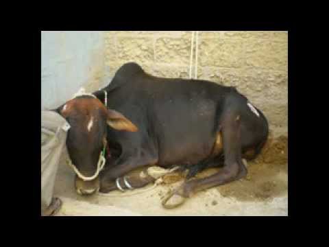 Cow Qurbani Korangi Karachi