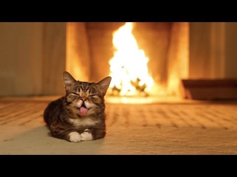 Lil BUB's Magical Yule LOG Video