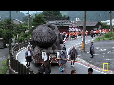 Giant Japanese Salamanders