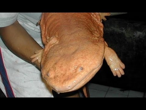 Chinese Giant Salamander