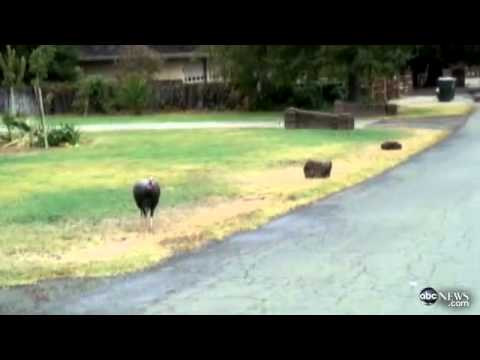 Wild Turkey Chases ABC News Producer   Video From - ABC News