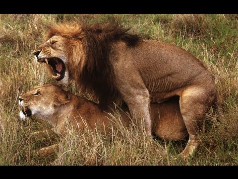 Wild Lion Ganglands   National Geographic Documentary