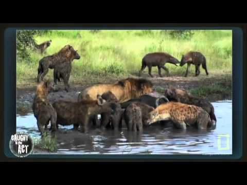 Male Lion vs Hyenas Pack 2013 - INSANE FIGHT!