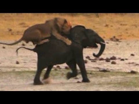 Lion Attacks Elephant: Brutal Kill Caught On Camera