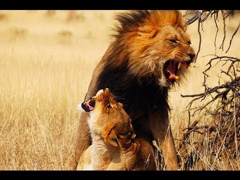 The Lion Army - National Geographic Wild HD Documentary -