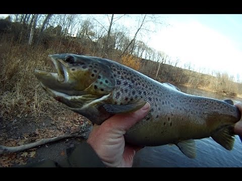 BIG STEELHEAD and BROWN TROUT from Lake Ontario Tributaries float Fishing with Eggs and Trout Beads