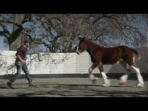 2013 Official Super Bowl Commercials  ( Budweiser - The Clydesdales)