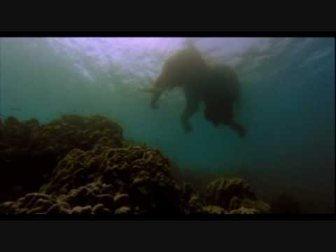 The Fall (2006) - Swimming Elephant Scene