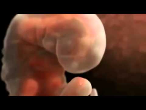 Baby the growth Embryo from 0 day to 9 months