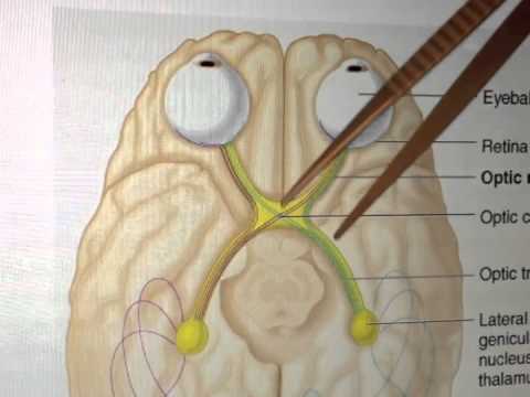 Cranial Nerves (2 of 12): Optic Nerve -- Head and Neck Anatomy 101