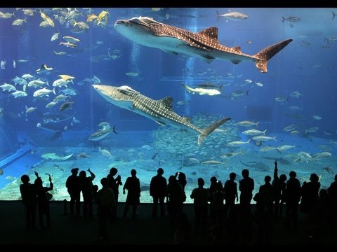 Sharks Dubai Aquarium Underwater Zoo *HD* 2013