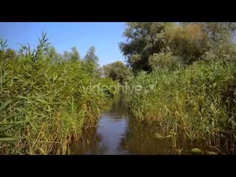 Danube River Delta Swamp