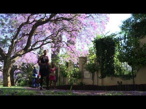 Los jacarandás invaden Pretoria