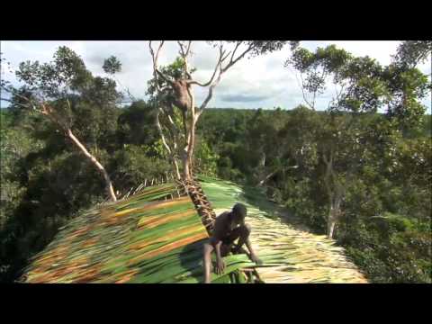 Korowai Tribe - Papua New Guinea (BBC Human Nature; Jungles)