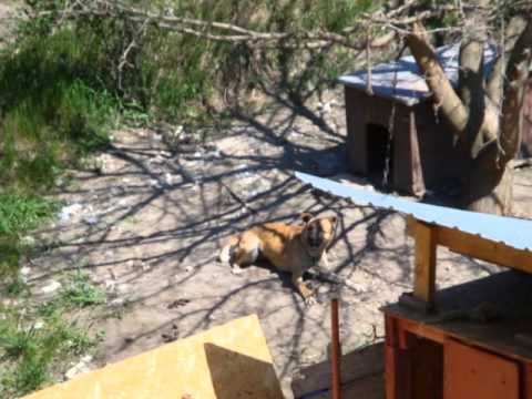 Video 4  - Drama für Hunde und Katzen in Mykolayiv/Ukraine - Neues Tierheim notwendig