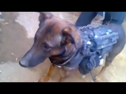 US Military Sniffer Dog Captured in Afghanistan, Taliban Claim