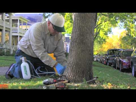 ArborJet Tree Injection