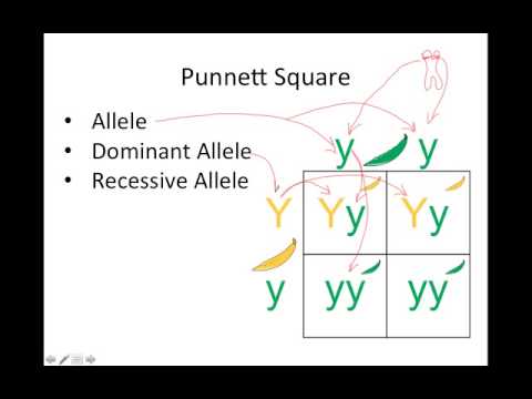 genetics basics