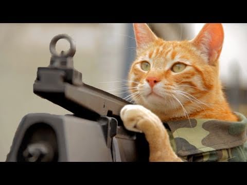 Medal of Honor Cat