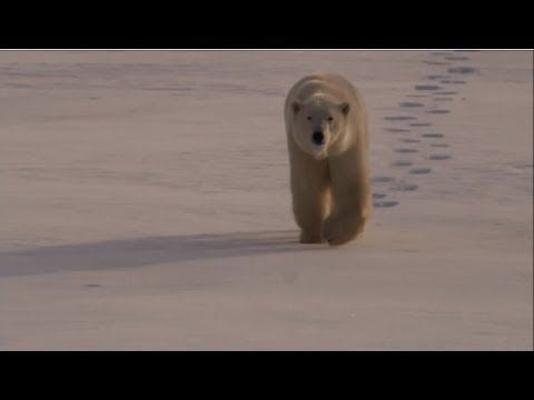 Polar Bears in a Warming World LIVE Webcast November 7, 2013