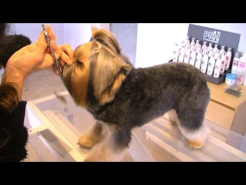 PELUQUERIA CANINA WORKSHOP A TIJERA DE YORKSHIRE TERRIER