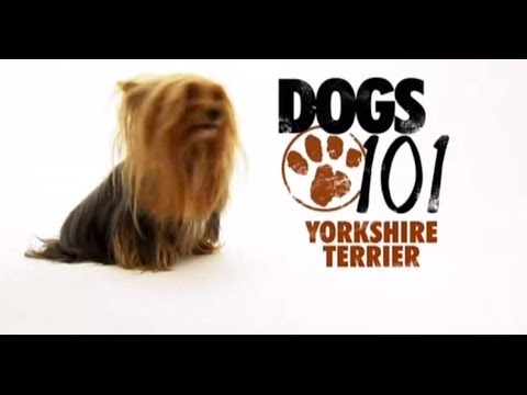 DOGS 101 - Yorkshire Terrier [ENG]