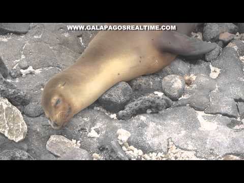 Galapagos Real Time 11 - Male Sea Lion best video