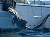 Tiger shark caught on drum line