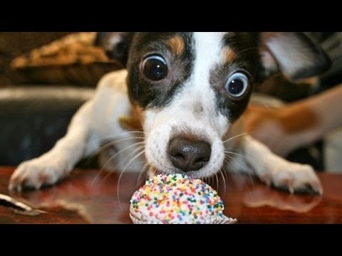 Animals are so funny when they eat - Funny and cute animal compilation