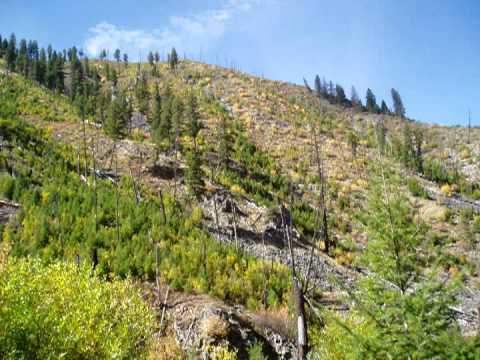 Bear Hunt in Idaho's Frank Church Wilderness, October 2010.