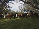 Cattle to return to high country 