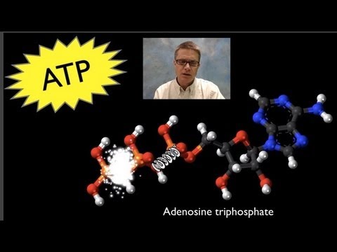 ATP: Adenosine Triphosphate