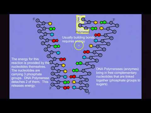 DNA Replication