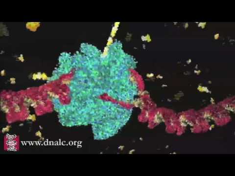 DNA Transcription (Basic)